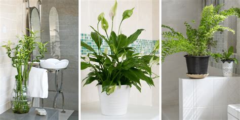 11 Best Houseplants That Will Thrive In Your Bathrooms