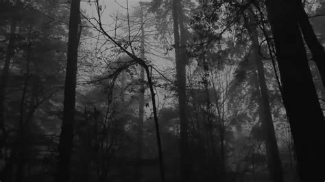Relaxing Foggy Forest Virtual Drive Rain Storm And Thunder Sounds