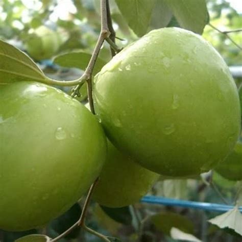 Entacloober Apple Plantthai Green Apple Ber Plant V53 Thai Green Apple Ber Plant V53