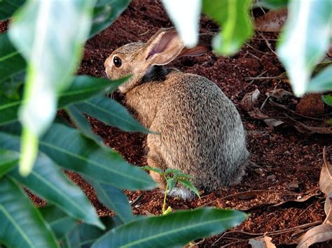 Rabbit Mammal Grass Free Photo On Pixabay Pixabay