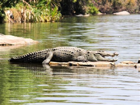 Gujarat At Least 1000 Crocodiles Make Vadodara Their Home Reveals