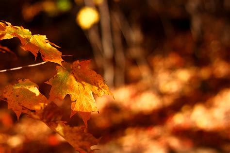 7 Handy Tips For Capturing Great Autumn Bokeh Contrastly
