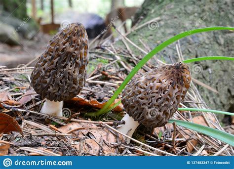 Two Morchella Conica Mushrooms Side By Side Stock Image - Image of ...