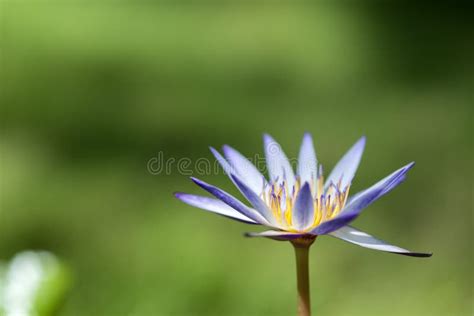 Close Up Little Lotus Flower Stock Photo Image Of Oriental Green