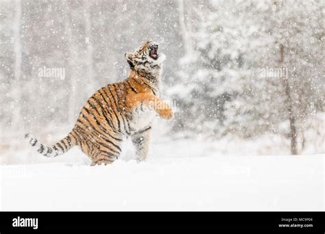 Siberian Tiger Jump In Snow In A Winter Taiga Tiger In Wild Winter