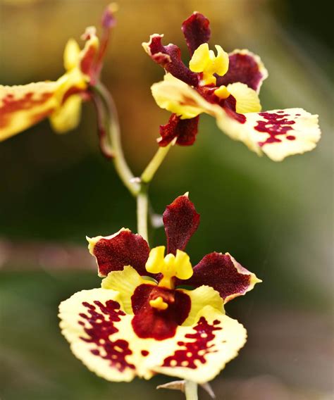 The Indoor Gardeners Guide To Orchid Types And Care Bloomscape