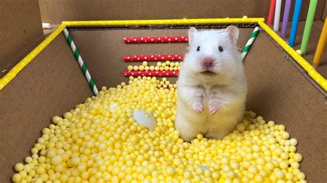 The Best Hamster Challenges By Mr Hamster Youtube