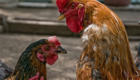 Is a rooster a hen? Ways to Tell If My Chickens Are Male or Female at 10 Weeks ...