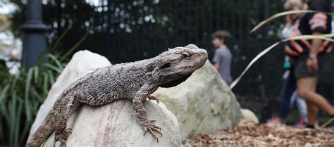 Alexandra Park Zoo Animals Lizards Discover Bundaberg