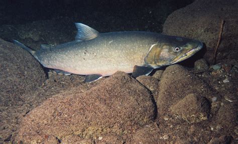 Bull Trout Adult Photo Credit Roger Tabor Usfws Flickr