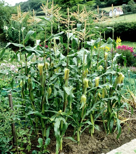 Maïs Doux Planter Et Cultiver Ooreka
