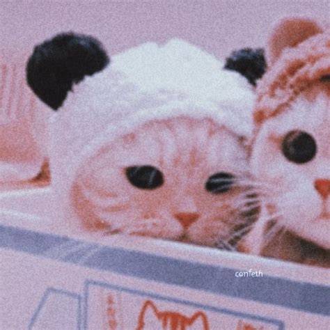 Matching Icons ｡ ᵕ ｡ Cats Wattpad Funny Animal Pictures