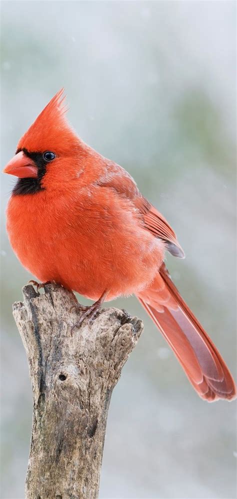About Wild Animals A Male Red Cardinal Bird Photography Beautiful