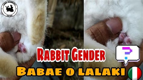 paano malalaman kung lalaki o babae ang rabbit how to gender a rabbit kits rabbit farming