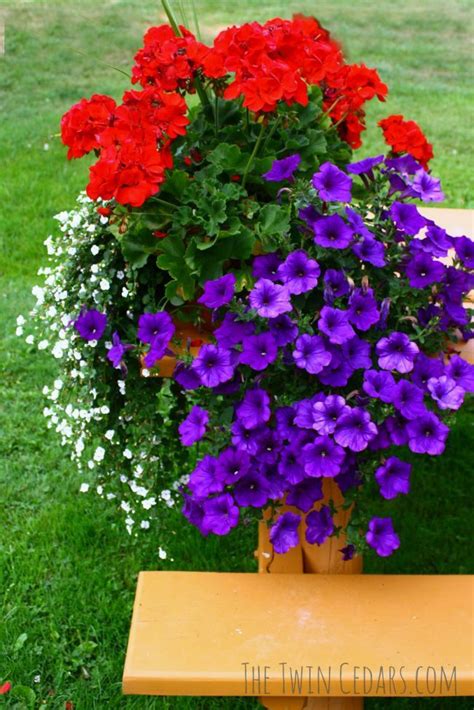 There is also a summer blooming variety which is more upright than the creeping variety of phlox. Want the best blooms? Follow these Easy tips for Outdoor ...