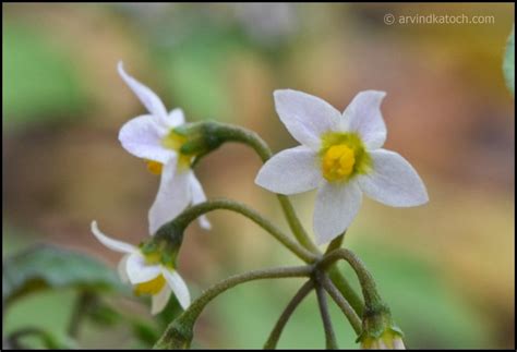 Arvind Katoch Photography Extremely Beautiful Micro White Flowers