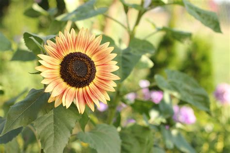 Popular Sunflower Varieties: Learn About Different Types ...
