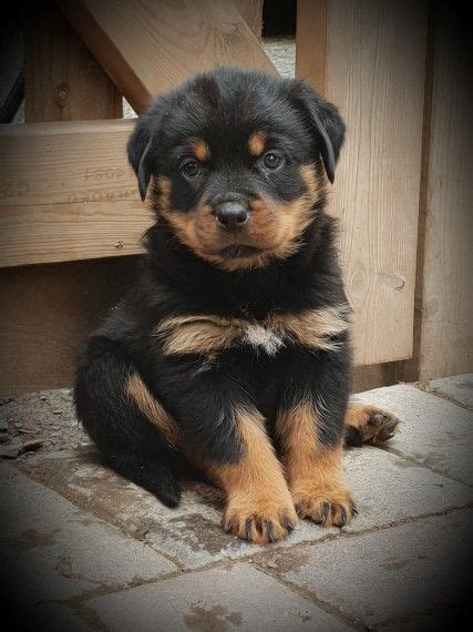 Rottweiler Puppies For Sale | Newark, NJ #284783 | Petzlover
