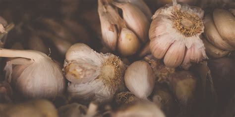 Secrets To Storing Garlic Fruition Seeds