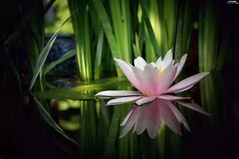 Reflection Lily Water Flowers Wallpapers 3100x2060