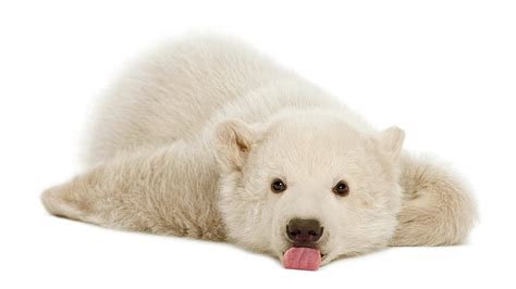 Hd Wallpaper Polar Bears Couple Cub Art Cute Arctic Snow
