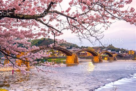 Cherry Blossom Full Bloom At Kintaikyo Bridge Stock Photo Download