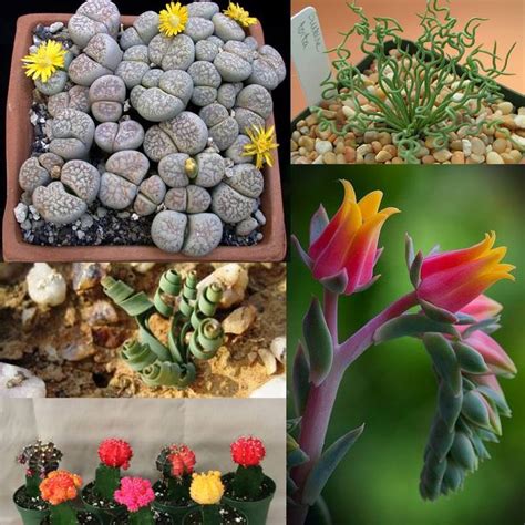There are so many types of succulents, choosing the best for your unique needs and interests can be a challenge. All of my favorite succulents in one place! The names of ...
