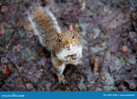 Squirrel Looking At Camera Stock Image Image Of Close 178571693
