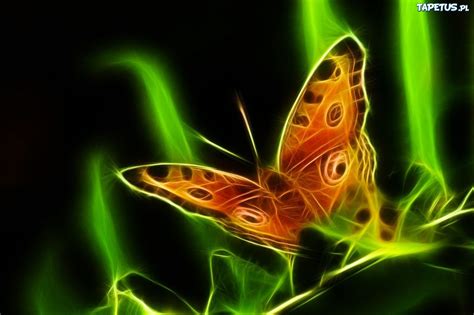 Motyl, Grafika, Wektorowa