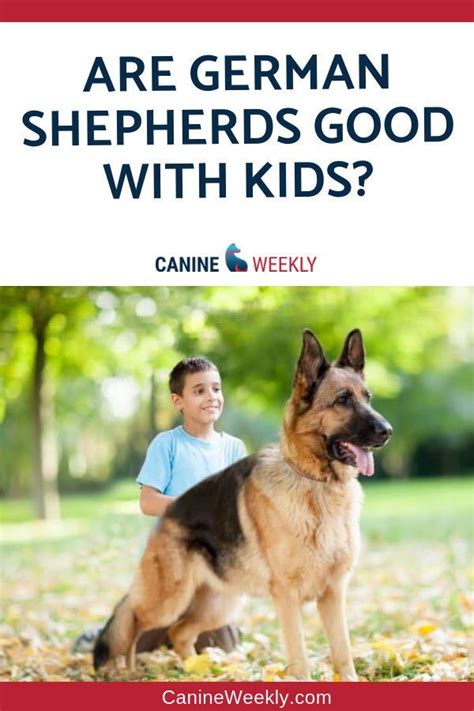 Are German Shepherds Good With Kids Canine Weekly German Shepherd