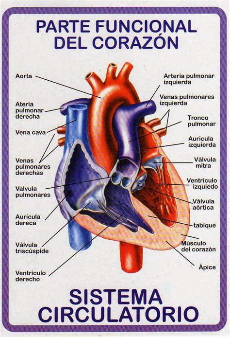 Aparato Circulatorio Karmarce3