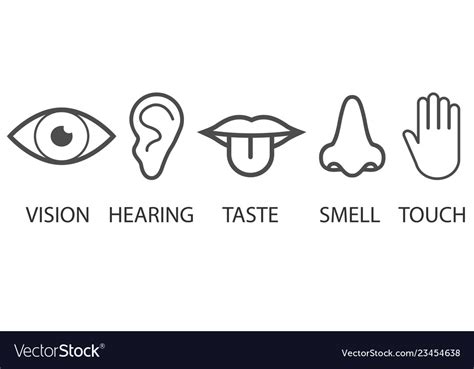 Human Senses Icon Flat Royalty Free Vector Image