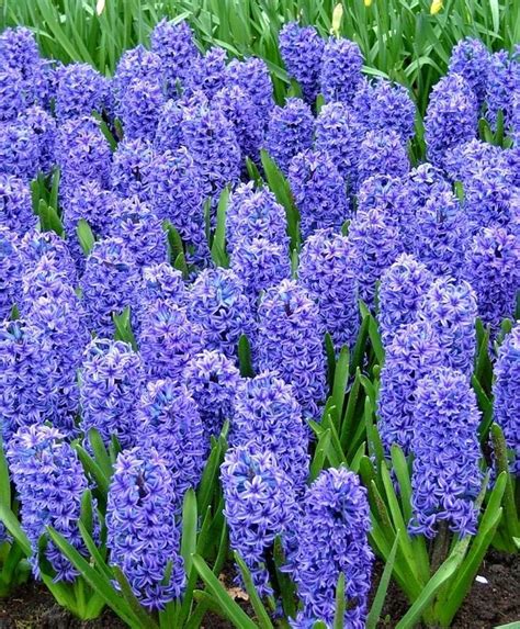 Hyacinths Bulb Flowers Growing Bulbs Spring Flowering Bulbs