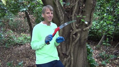 Steve Miesen Shows How To Kill And Remove The Largest English Ivy Vines