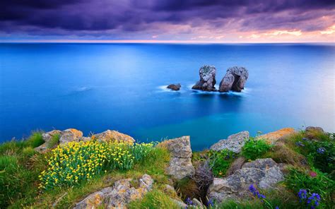Coastal Wildflowers Spain Grass Purple Blue Hd Wallpaper