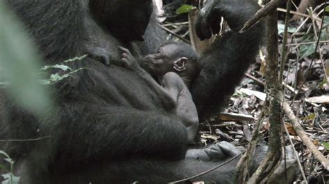 10 Surprising Gorilla Facts For World Gorilla Day