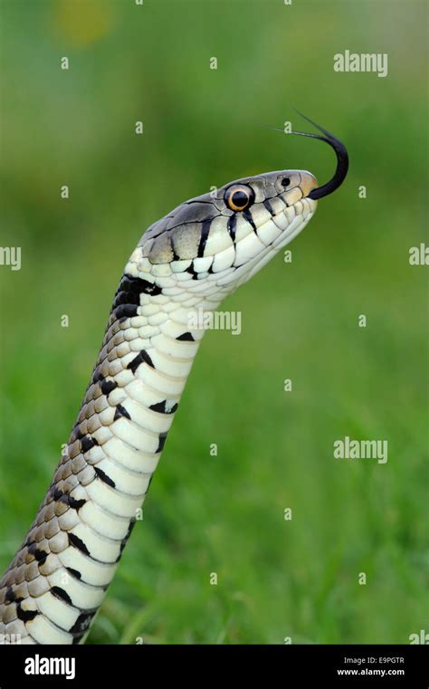 Grass Snake Natrix Natrix Flicking Hi Res Stock Photography And Images