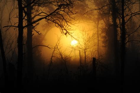 картинки пейзаж природа лес филиал легкий небо солнце туман