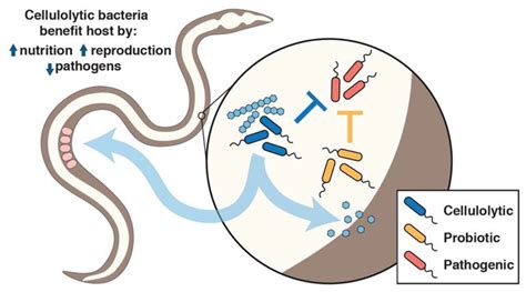 Colonization With Heterologous Bacteria Reprograms A Caenorhabditis