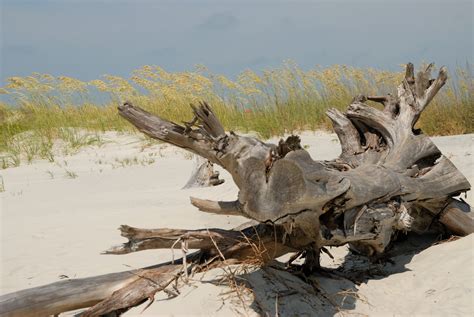 Driftwood On The Beach Free Stock Photo Public Domain Pictures