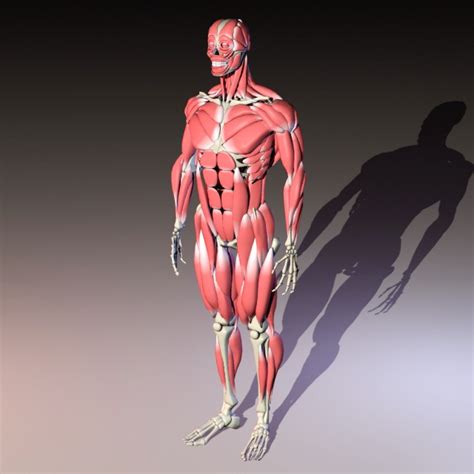 Full Body Skeleton With Muscles 3d Model 3ds Max Files Free Download