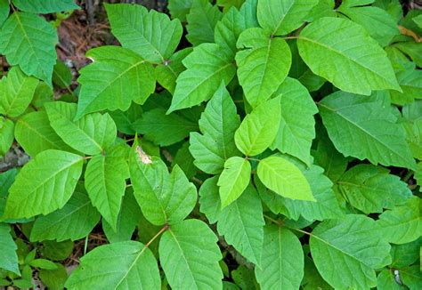 Fast Natural And Safe Poison Ivy Remedy 101 Ways To Survive