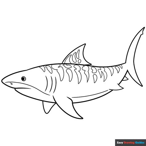 Tiger Shark Coloring Page Easy Drawing Guides