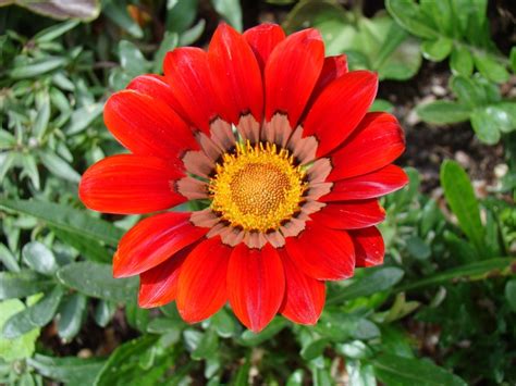 Maybe you would like to learn more about one of these? 13 best images about Utah Flowers on Pinterest | Gardens ...