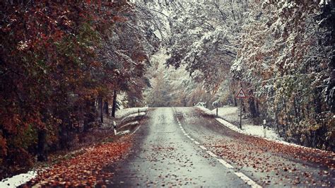 Wallpaper Sunlight Landscape Forest Leaves Nature Snow Winter