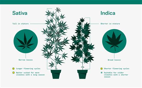 What Are Indicas Cannabis Glossary Leafly