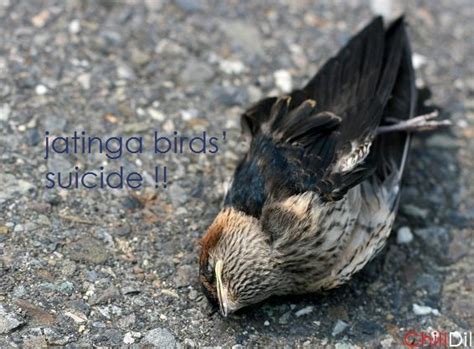 Jatinga Bird Suicide Mystery Desh Ghumo Travel India With Me