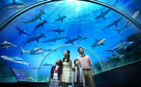 Underwater world of langkawi is the largest aquarium in malaysia housing over 4000 fish & marine creatures, and also has sections located at the southern end of pantai cenang, underwater world is one of the top attractions in langkawi. Underwater World Langkawi | The Smith House