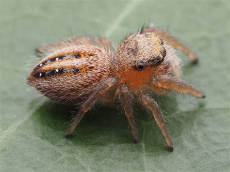 Jumping Spider Identification Pictures And Video Green Nature