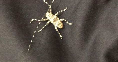 what is this sorry about the poor quality it was on my friends crotch he understandably did
